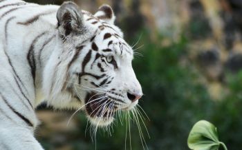 Обои 1920x1200 белый тигр, хищник, дикая природа