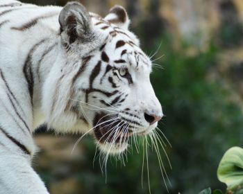 Обои 1280x1024 белый тигр, хищник, дикая природа