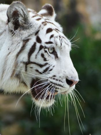 Обои 1620x2160 белый тигр, хищник, дикая природа