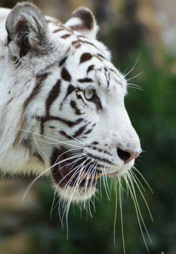Обои 1640x2360 белый тигр, хищник, дикая природа