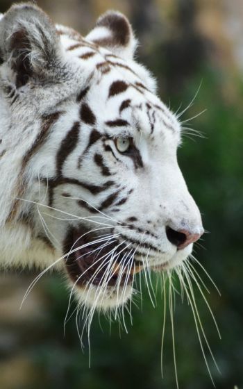 Обои 1600x2560 белый тигр, хищник, дикая природа