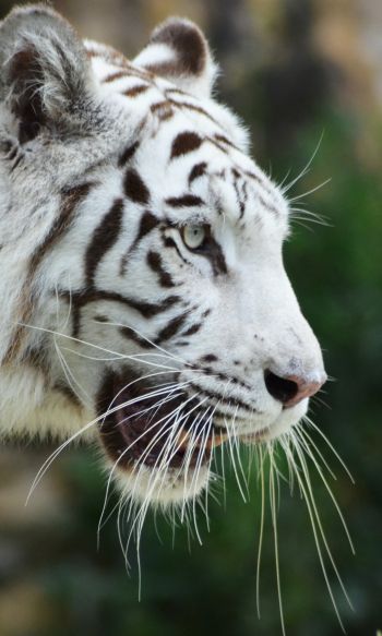 Обои 1200x2000 белый тигр, хищник, дикая природа