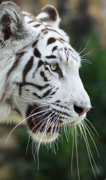 Обои 600x1024 белый тигр, хищник, дикая природа