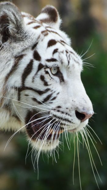 Обои 640x1136 белый тигр, хищник, дикая природа