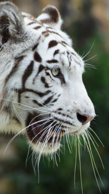 Обои 720x1280 белый тигр, хищник, дикая природа