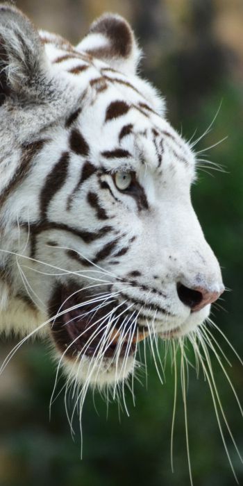 Обои 720x1440 белый тигр, хищник, дикая природа