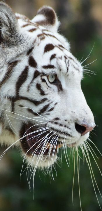 Обои 1080x2220 белый тигр, хищник, дикая природа