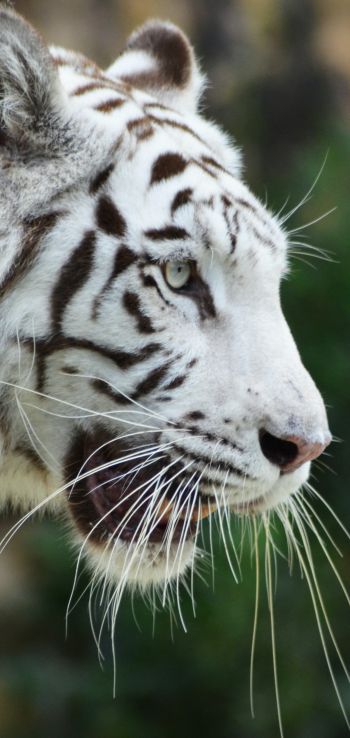 Обои 720x1520 белый тигр, хищник, дикая природа