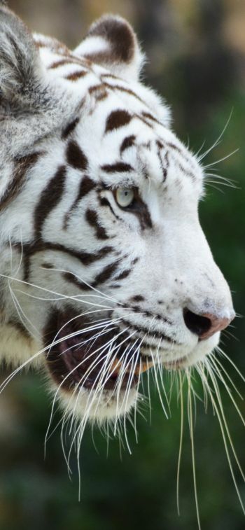 Обои 1125x2436 белый тигр, хищник, дикая природа