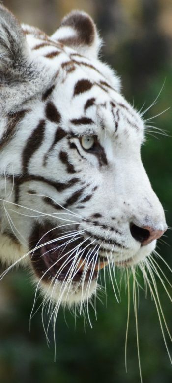 Обои 1440x3200 белый тигр, хищник, дикая природа
