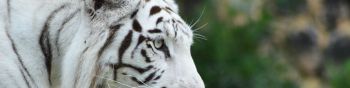 Обои 1590x400 белый тигр, хищник, дикая природа