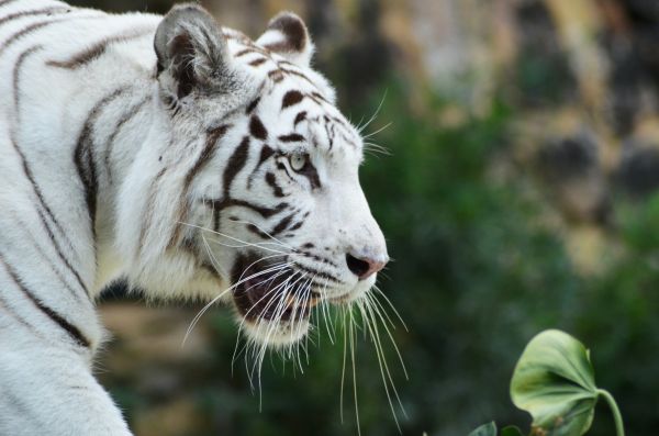 Обои 4928x3264 белый тигр, хищник, дикая природа