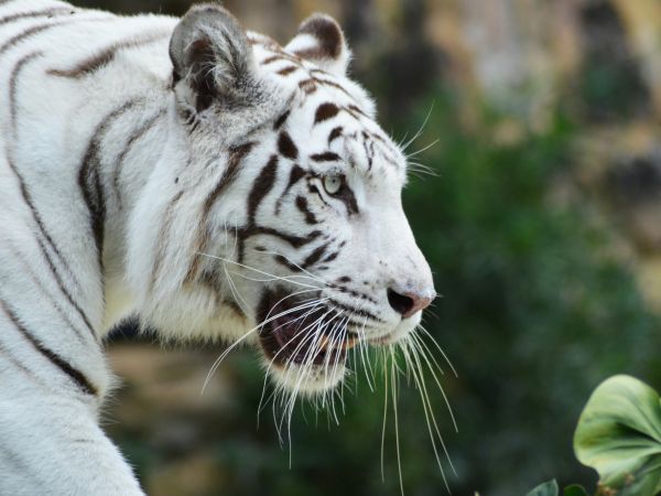 Обои 800x600 белый тигр, хищник, дикая природа