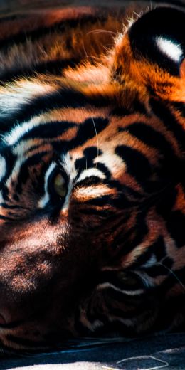 tiger, predator, wild nature Wallpaper 720x1440