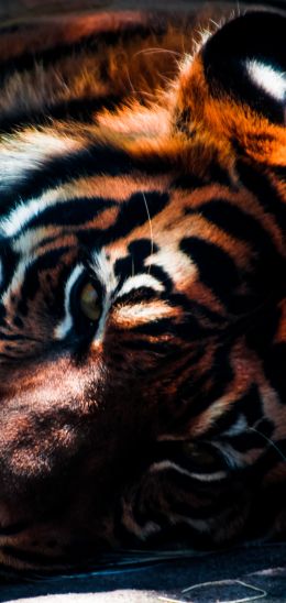 tiger, predator, wild nature Wallpaper 1080x2280