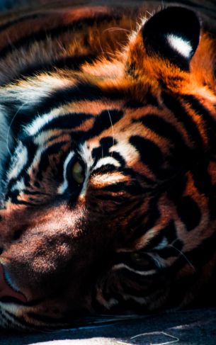 Обои 1752x2800 тигр, хищник, дикая природа
