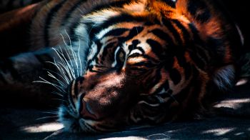 tiger, predator, wild nature Wallpaper 1600x900