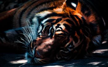 tiger, predator, wild nature Wallpaper 1920x1200