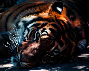 tiger, predator, wild nature Wallpaper 1280x1024