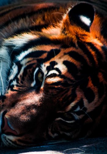tiger, predator, wild nature Wallpaper 1668x2388