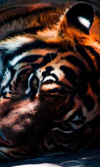 tiger, predator, wild nature Wallpaper 1200x2000