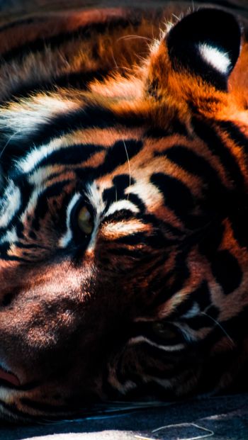 Обои 640x1136 тигр, хищник, дикая природа