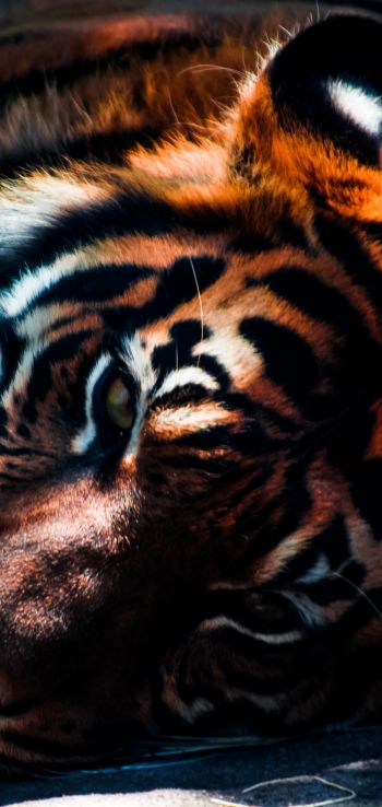 tiger, predator, wild nature Wallpaper 1080x2280