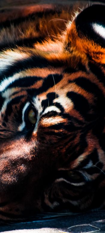 tiger, predator, wild nature Wallpaper 1440x3200