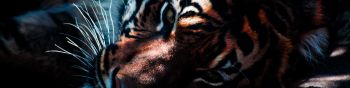 tiger, predator, wild nature Wallpaper 1590x400