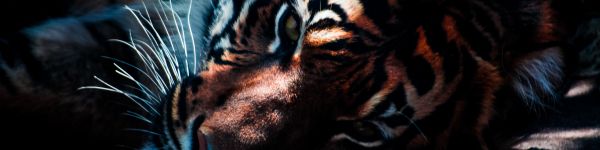 Обои 1590x400 тигр, хищник, дикая природа