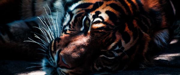 tiger, predator, wild nature Wallpaper 3440x1440