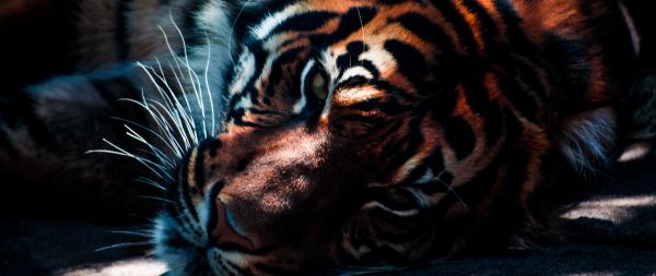 Обои 2560x1080 тигр, хищник, дикая природа