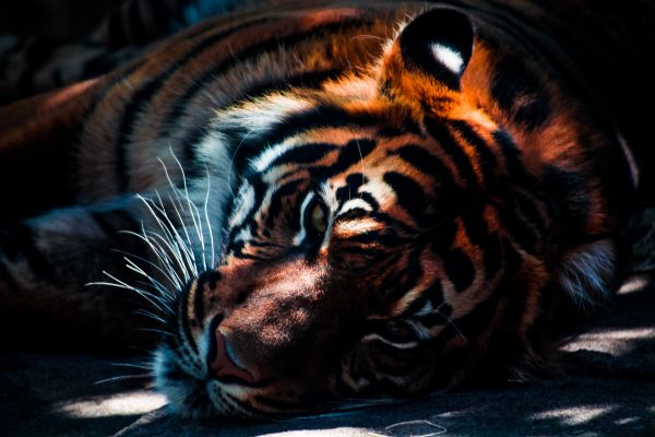 tiger, predator, wild nature Wallpaper 6000x4000