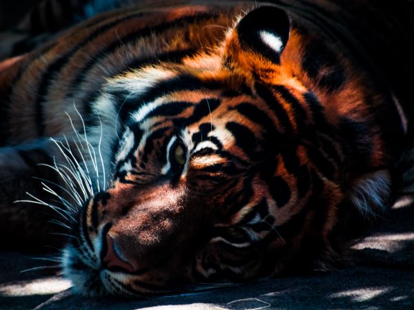 Обои 800x600 тигр, хищник, дикая природа