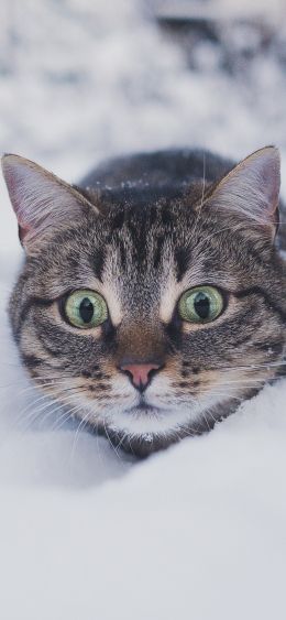 cat, snow, winter Wallpaper 1080x2340