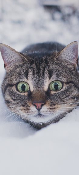 cat, snow, winter Wallpaper 1440x3200