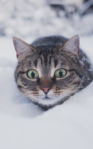 cat, snow, winter Wallpaper 1752x2800