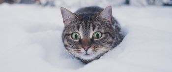 cat, snow, winter Wallpaper 3440x1440
