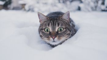 Обои 3840x2160 кот, снег, зима