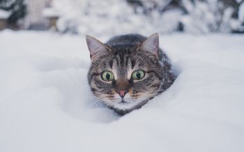 Обои 2560x1600 кот, снег, зима