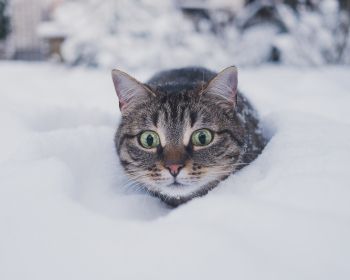 Обои 1280x1024 кот, снег, зима