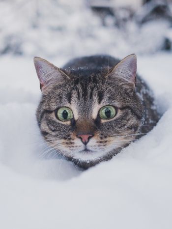 Обои 1668x2224 кот, снег, зима