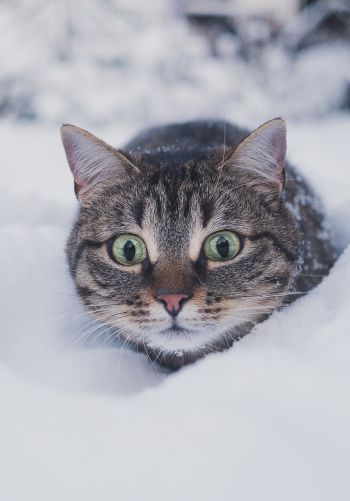 Обои 1668x2388 кот, снег, зима