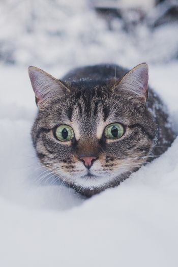 Обои 640x960 кот, снег, зима