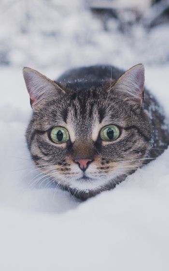 Обои 1200x1920 кот, снег, зима