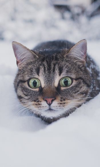 cat, snow, winter Wallpaper 1200x2000