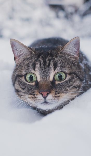 cat, snow, winter Wallpaper 600x1024