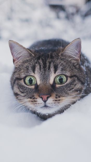 Обои 640x1136 кот, снег, зима