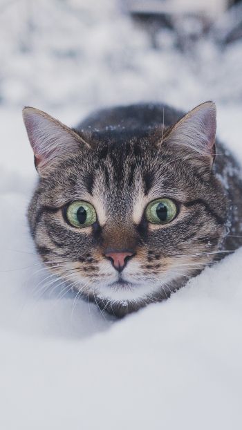 Обои 720x1280 кот, снег, зима