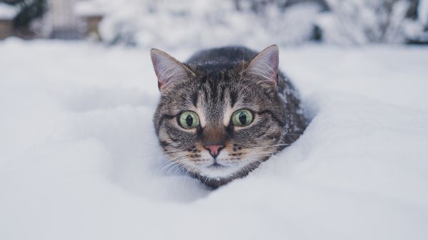 Обои 1600x900 кот, снег, зима